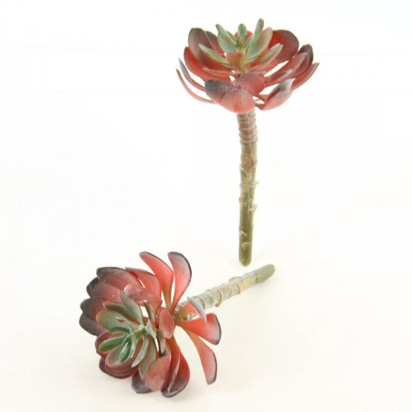 5"ECHEVERIA 2PC/BG RED