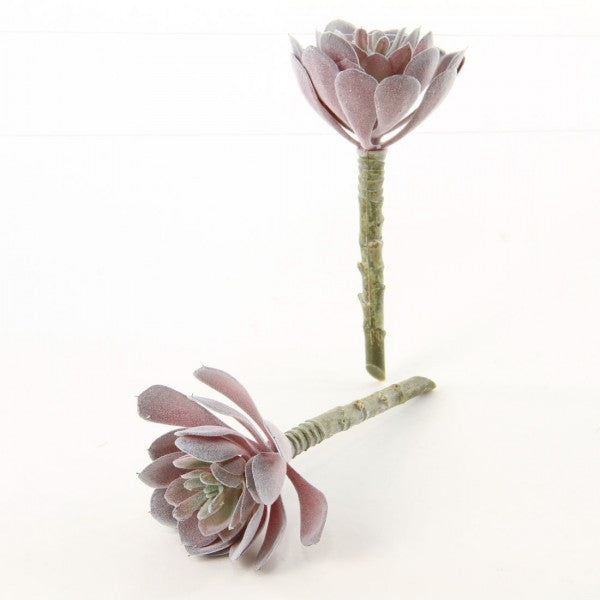 5"ECHEVERIA 2PC/BG DUSTY RED