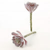 5"ECHEVERIA 2PC/BG DUSTY RED