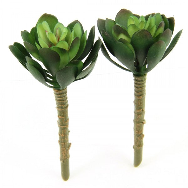 5"ECHEVERIA 2PC/BG GREEN