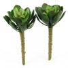 5"ECHEVERIA 2PC/BG GREEN