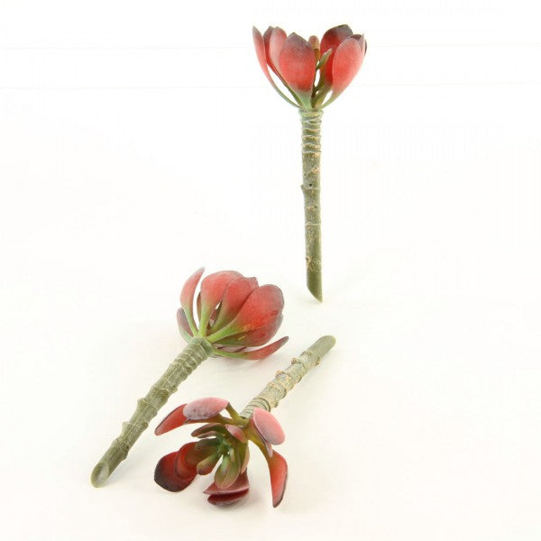 5"ECHEVERIA 3PC/BG RED