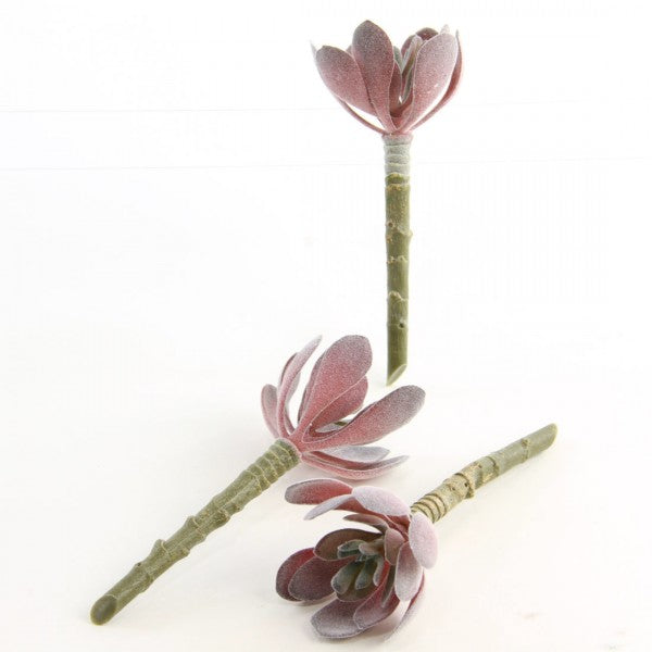 5"ECHEVERIA 3PC/BG DUSTY RED