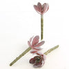 5"ECHEVERIA 3PC/BG DUSTY RED