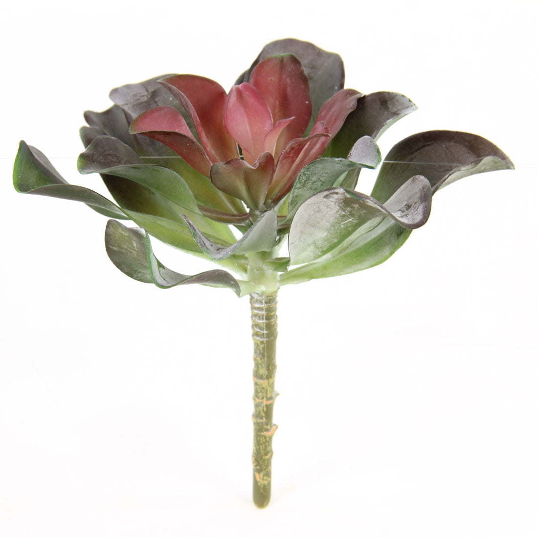 7"SUCCULENT RED
