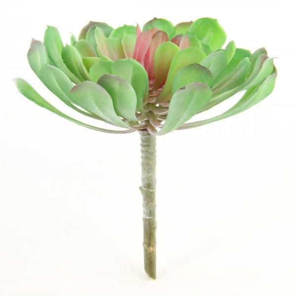 6"SUCCULENT GRN/RED