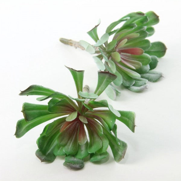 5"SUCCULENT 2PC/BG GRN/RED