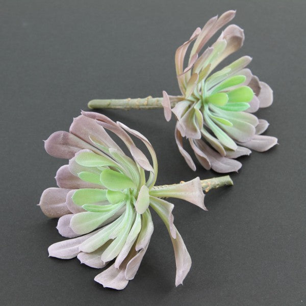 5"SUCCULENT 2PC/BG LAVENDER