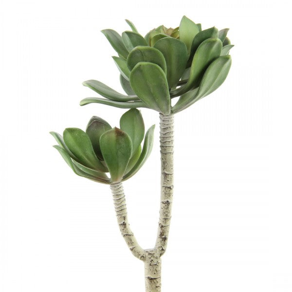 10"ECHEVERIA X2 GRN/RED