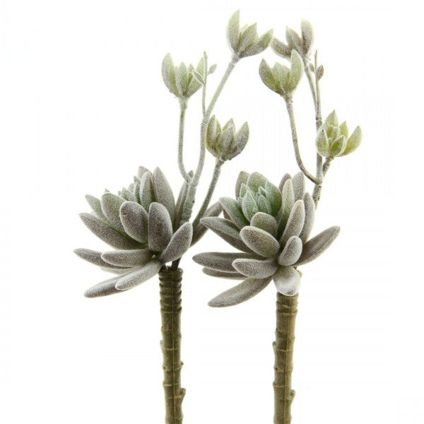 6.5"HEN/CHCKNS SUCCULENT 2/BG