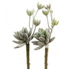 6.5"HEN/CHCKNS SUCCULENT 2/BG