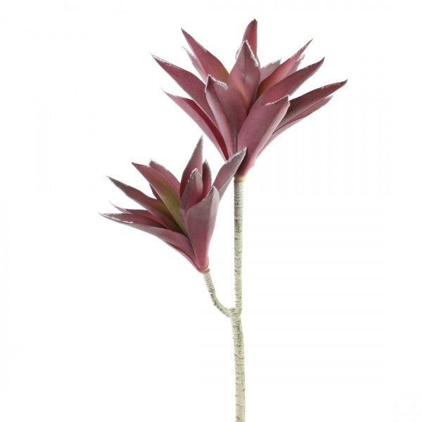 24"ALOE VERA X2 PURPLE