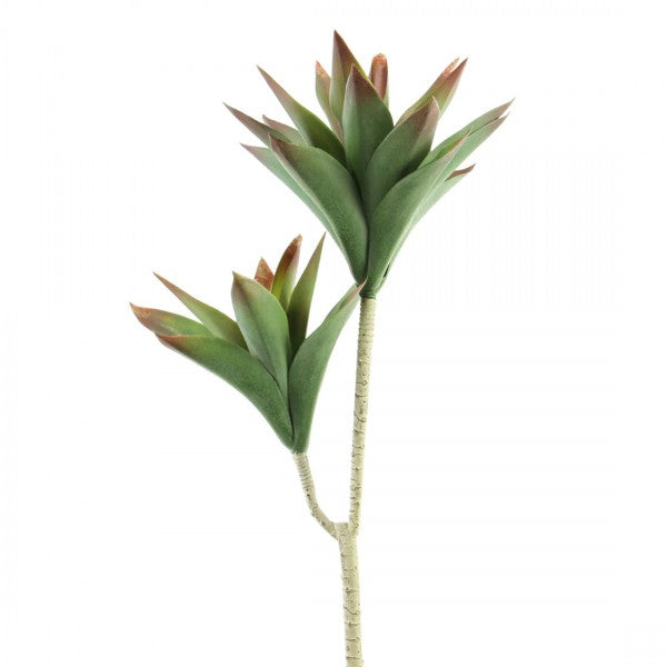24"ALOE VERA X2 GRN/RED