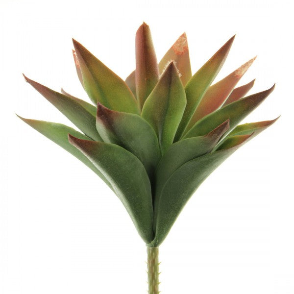 9.5"ALOE VERA GRN/RED