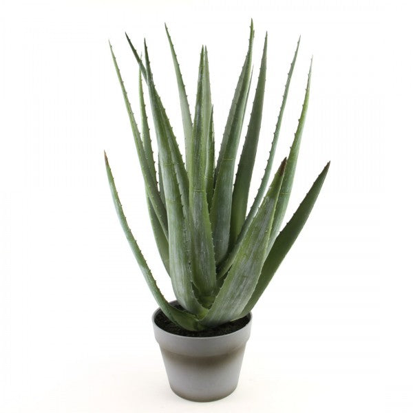 23"ALOE VERA X18 W/POT GRN