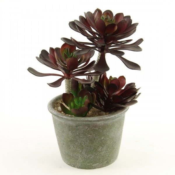 10.5"SUCCULENT X5 POTTED