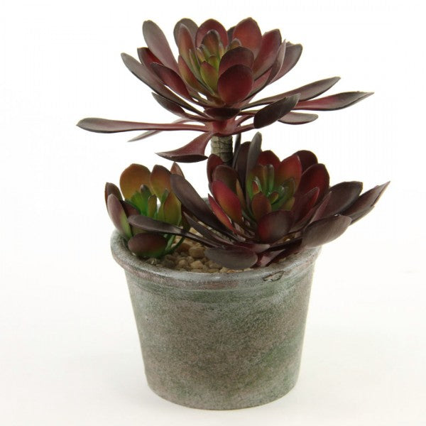 6.5"SUCCULENT X3 POTTED