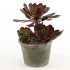 6.5"SUCCULENT X3 POTTED