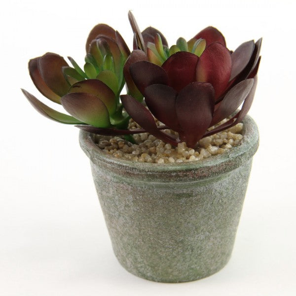4.25"SUCCULENT X2 POTTED