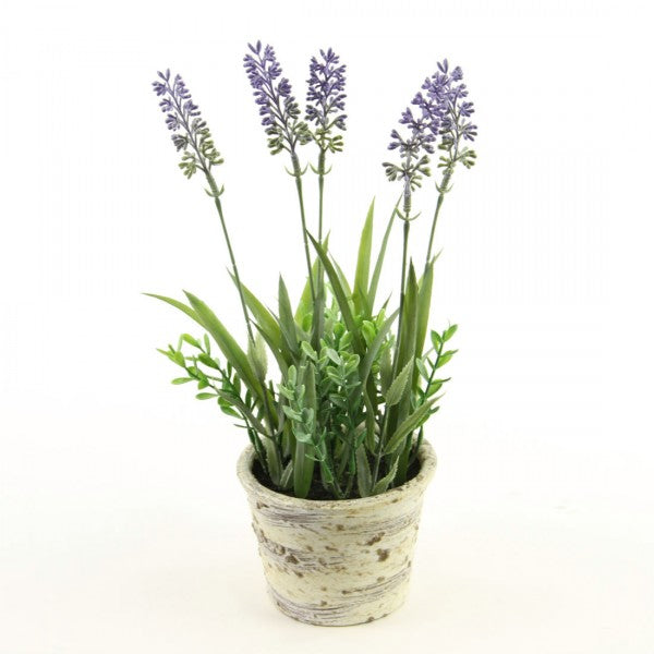 11"LAVENDER W/POT