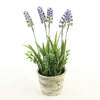 11"LAVENDER W/POT