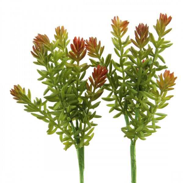 8"H SUCCULENT X6 2PC/BG GRN/RE