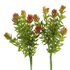 8"H SUCCULENT X6 2PC/BG GRN/RE