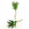 8.5"SUCCULENT SNGLE HEAD 2/BG