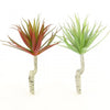 8"SUCCULENT SINGLE STEM 2/BG