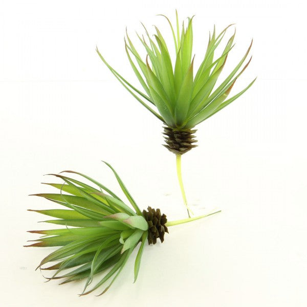 7"SUCCULENT PICK 2/BG