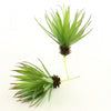 7"SUCCULENT PICK 2/BG