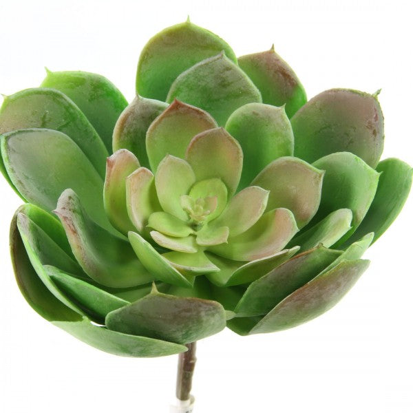 9" SUCCULENT TT.GRN