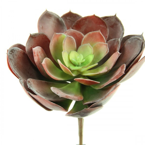 9" SUCCULENT BURGUNDY