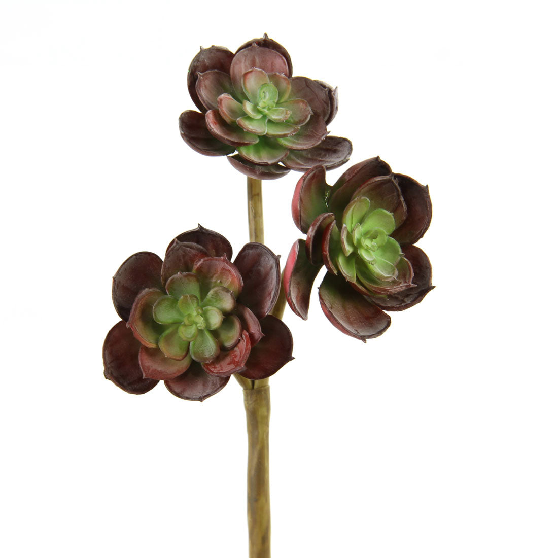 SUCCULENT STEM