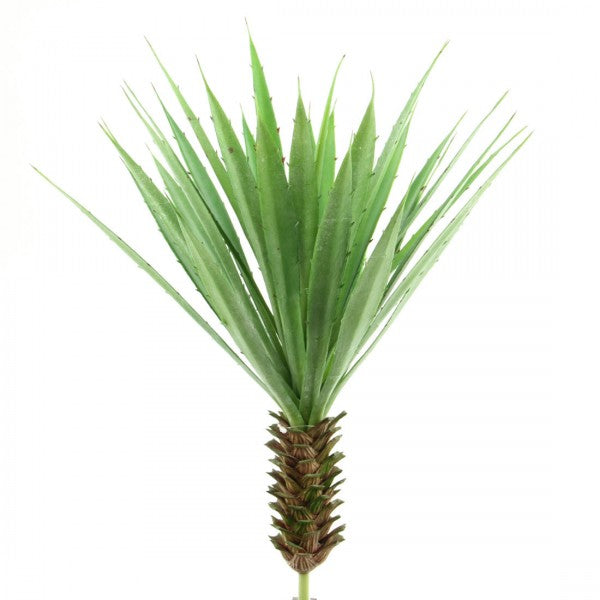 20" AGAVE