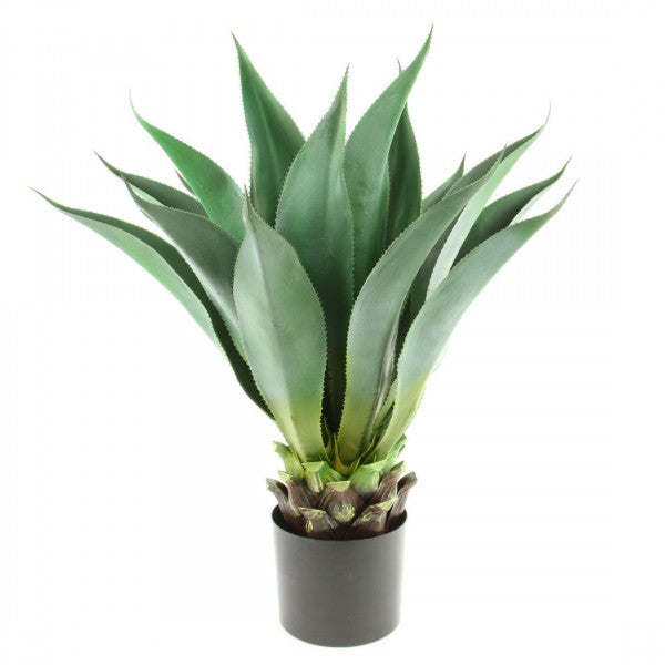 35"LARGE ALOE VERA X19 POTTED