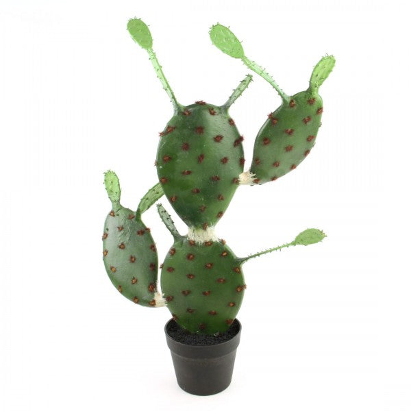 30"FLAT CACTUS X5 POTTED