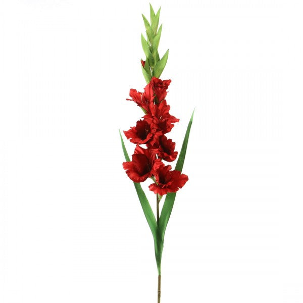 38" GLADIOLA X11 RED