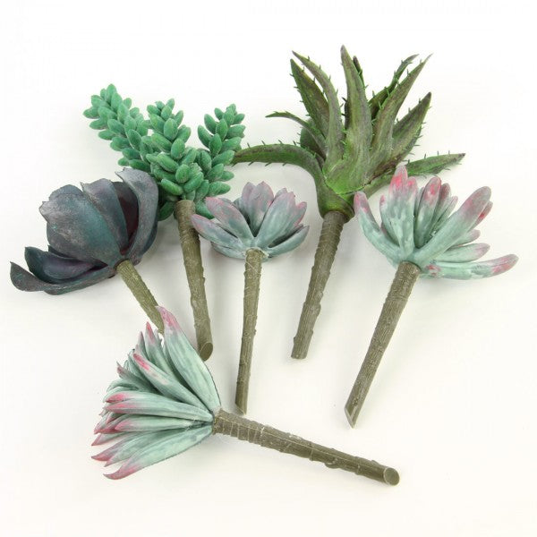 7"SUCCULENT 6/BG