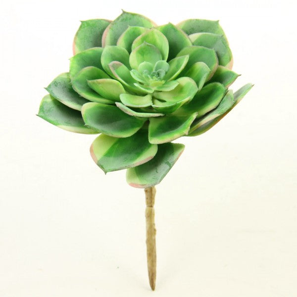 7.2"SUCCULENT VARIEG.GREEN