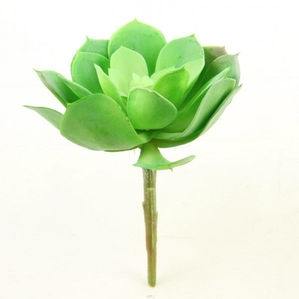 8"SUCCULENT GREEN/BURGUNDY
