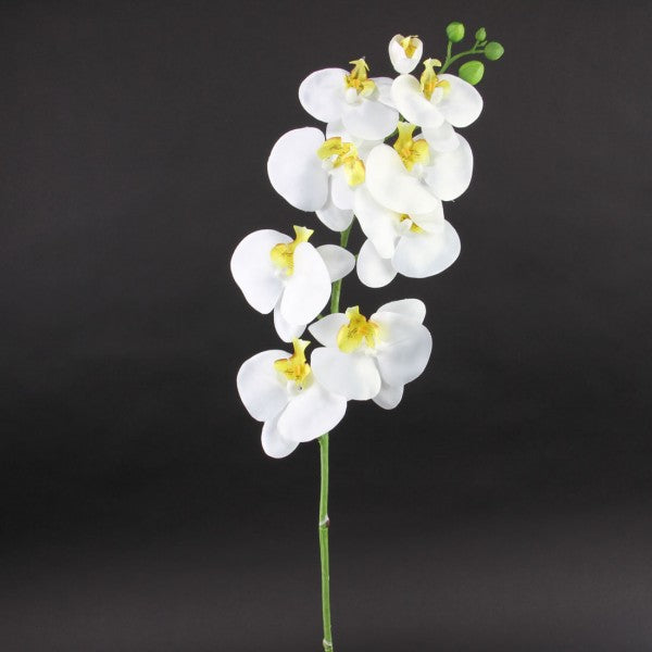 39.5"ORCHID SPRY WHITE A4