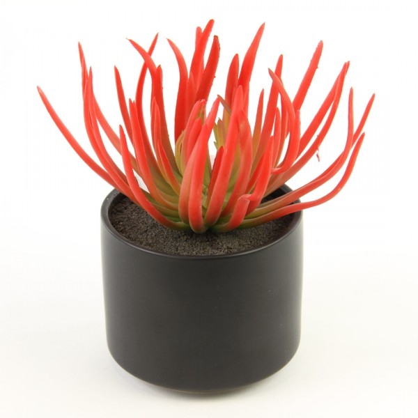 7"SUCCULENT GREEN/RED