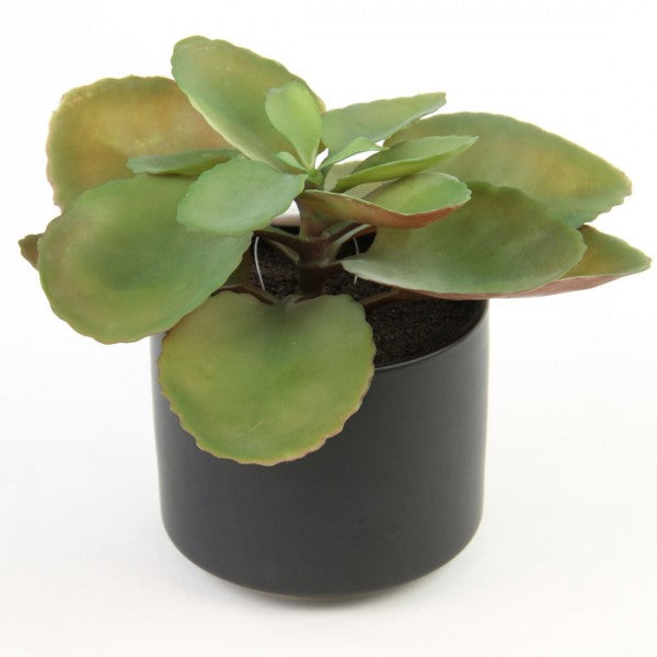 7.5"SUCCULENT GREEN