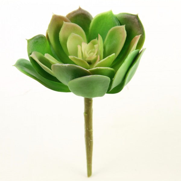 7"SUCCULENT GREEN/RED