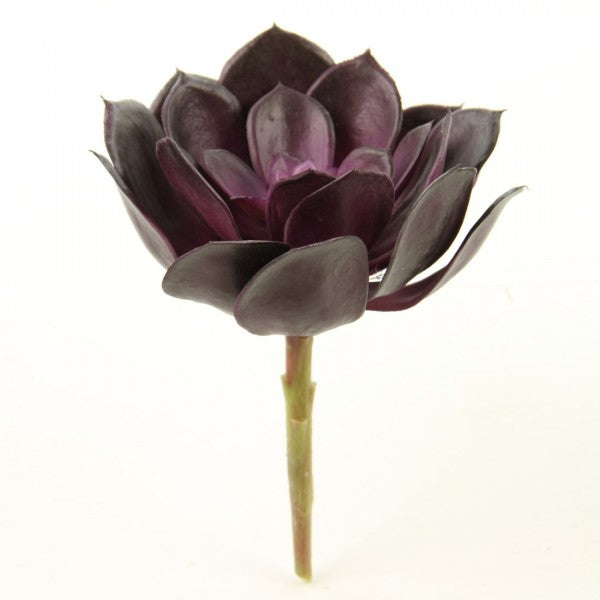 7"SUCCULENT EGGPLANT