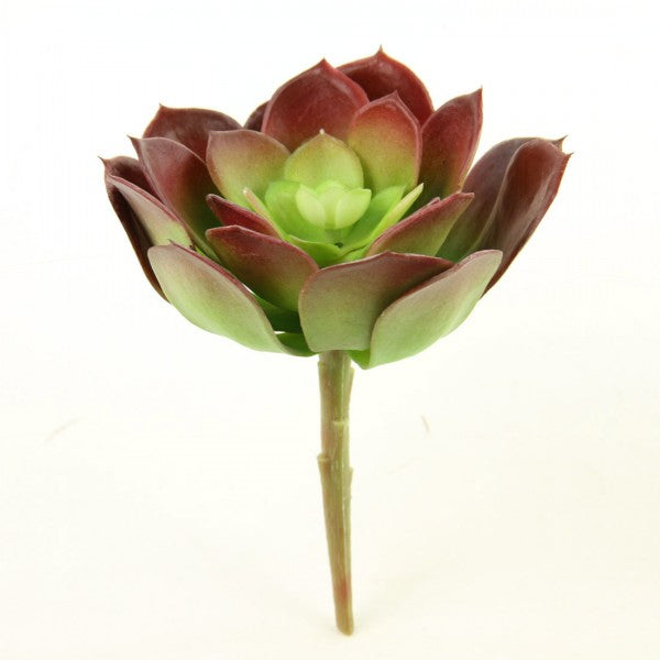 7"SUCCULENT GREEN/BURGUNDY