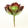 7"SUCCULENT GREEN/BURGUNDY