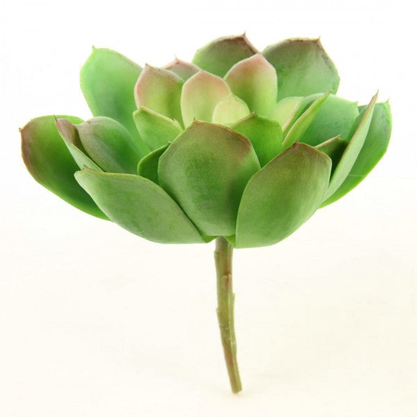 8"SUCCULENT GREEN/RED