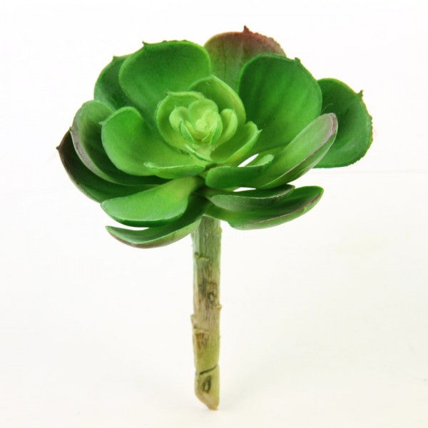 4.5"SUCCULENT GREEN
